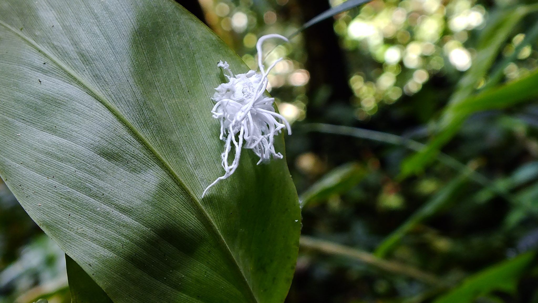 Selvas De Borneotodavía Un Lugar Privilegiado Para Observar Flora Y Fauna 